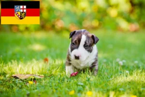 Read more about the article Bull Terrier Züchter und Welpen im Saarland