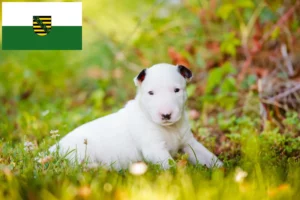 Read more about the article Bull Terrier Züchter und Welpen in Sachsen