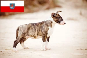 Read more about the article Bull Terrier Züchter und Welpen in Thüringen