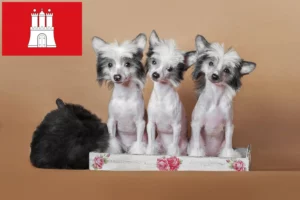 Read more about the article Chinese Crested Dog Züchter und Welpen in Hamburg