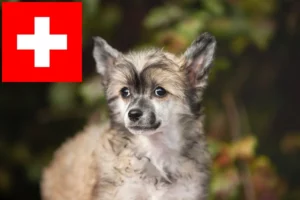 Mehr über den Artikel erfahren Chinese Crested Dog Züchter und Welpen in der Schweiz