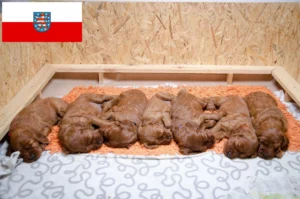 Read more about the article Irish Red Setter Züchter und Welpen in Thüringen