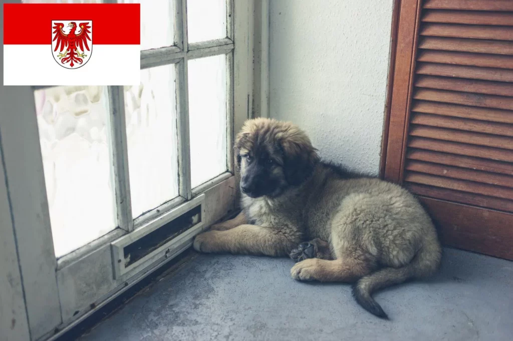 Leonberger Züchter mit Welpen Brandenburg