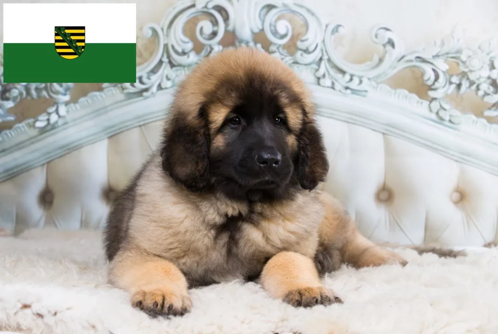 Leonberger Züchter mit Welpen Sachsen
