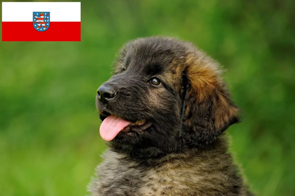 Leonberger Züchter mit Welpen Thüringen
