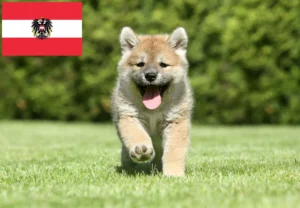 Read more about the article Shiba Züchter und Welpen in Österreich