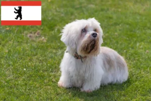Read more about the article Dandie Dinmont Terrier Züchter und Welpen in Berlin