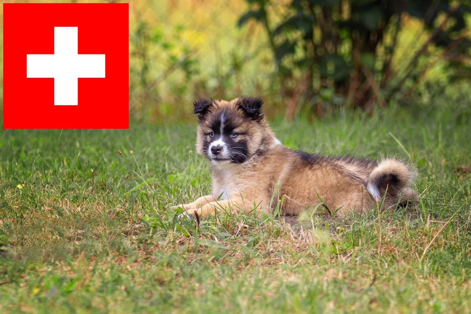 Elo Züchter und Welpen in der Schweiz DogWeb Hundeportal Elo Züchter und Welpen in der Schweiz DogWeb Hundeportal