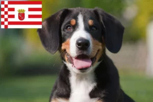 Read more about the article Entlebucher Sennenhund Züchter und Welpen in Bremen