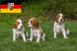 Read more about the article Irish Red and White Setter Züchter und Welpen im Saarland