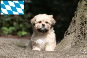 Read more about the article Lhasa Apso Züchter und Welpen in Bayern