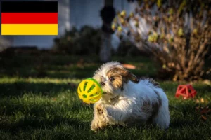 Read more about the article Lhasa Apso Züchter und Welpen in Deutschland