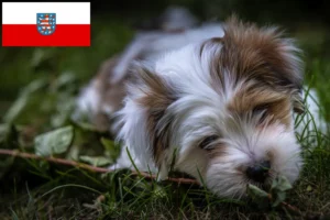 Read more about the article Lhasa Apso Züchter und Welpen in Thüringen