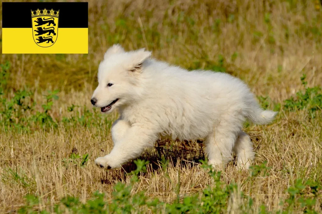 Maremmen-Abruzzen-Schäferhund Züchter mit Welpen Baden-Württemberg