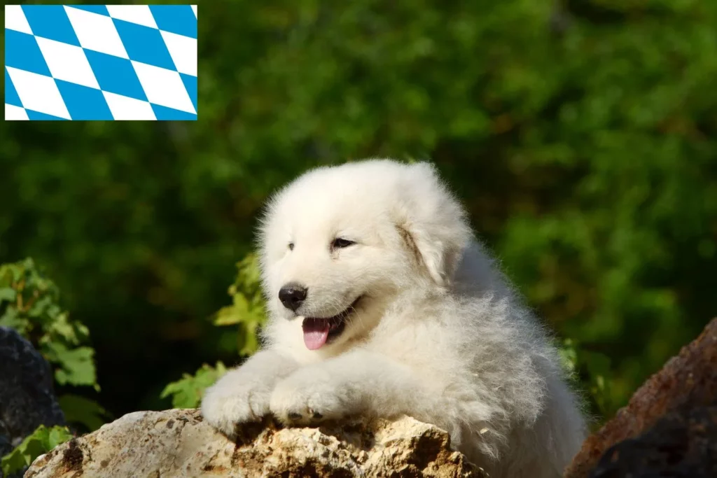 Maremmen-Abruzzen-Schäferhund Züchter mit Welpen Bayern