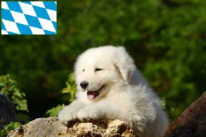 Read more about the article Maremmen-Abruzzen-Schäferhund Züchter und Welpen in Bayern