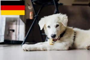 Read more about the article Maremmen-Abruzzen-Schäferhund Züchter und Welpen in Deutschland
