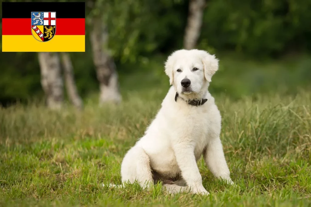 Maremmen-Abruzzen-Schäferhund Züchter mit Welpen Saarland