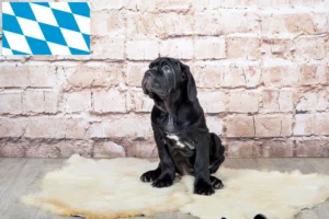 Read more about the article Mastino Napoletano Züchter und Welpen in Bayern