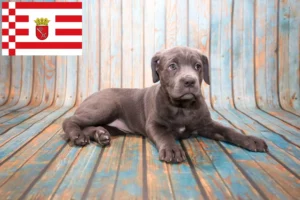 Read more about the article Mastino Napoletano Züchter und Welpen in Bremen