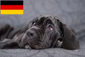 Read more about the article Mastino Napoletano Züchter und Welpen in Deutschland