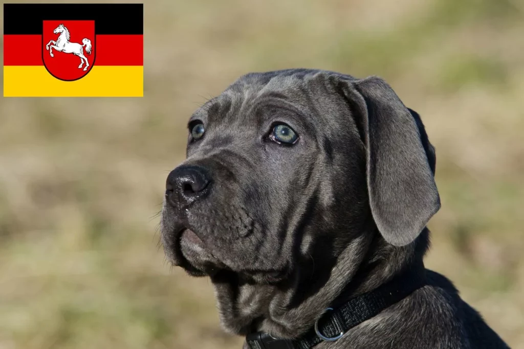 Mastino Napoletano Züchter mit Welpen Niedersachsen