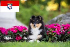 Read more about the article Sheltie Züchter und Welpen in Hessen