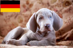 Read more about the article Weimaraner Züchter und Welpen in Deutschland