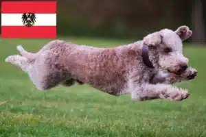 Read more about the article Bedlington Terrier Züchter und Welpen in Österreich