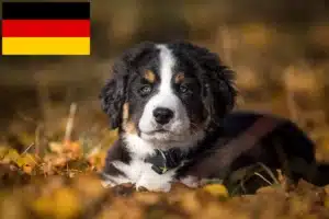Read more about the article Berner Sennenhund Züchter und Welpen in Deutschland
