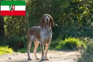 Read more about the article Bracco Italiano Züchter und Welpen in Nordrhein-Westfalen