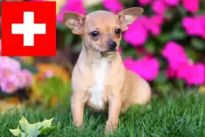 Mehr über den Artikel erfahren Chihuahua Züchter und Welpen in der Schweiz