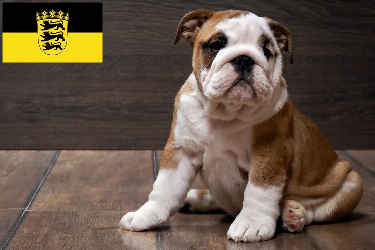 Englische Bulldogge Züchter und Welpen in BadenWürttemberg DogWeb