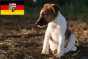 Read more about the article Foxterrier Züchter und Welpen im Saarland