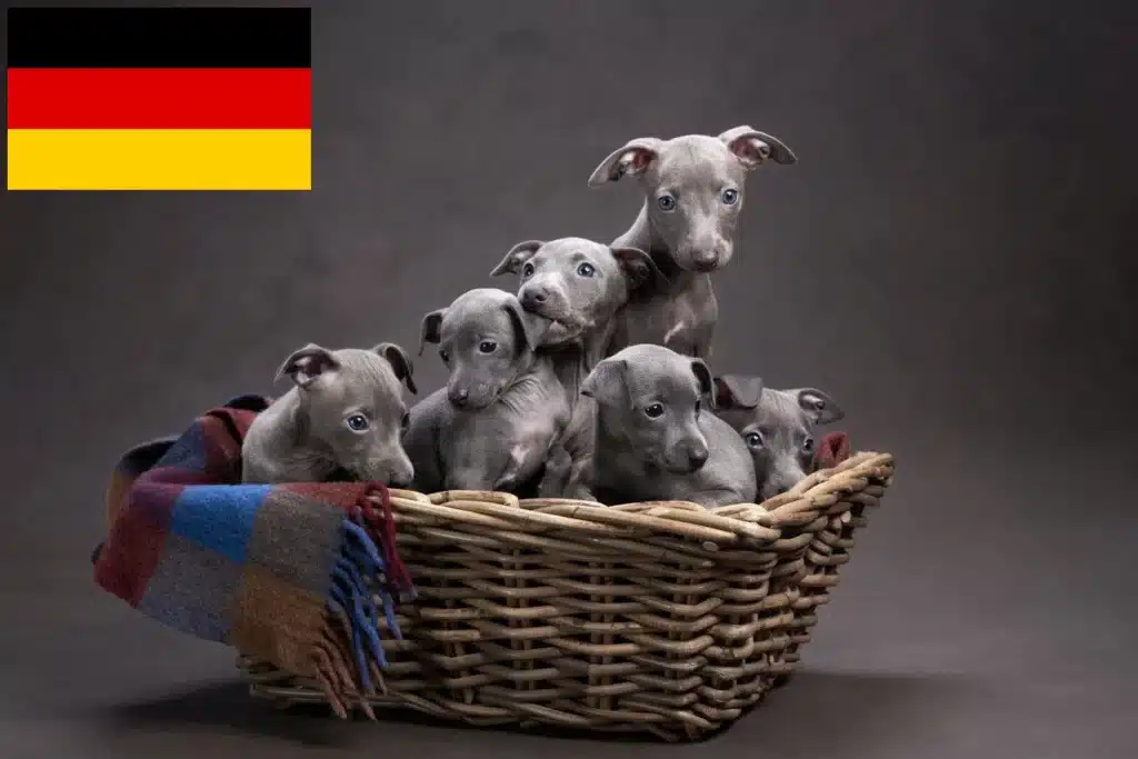 Italienisches Windspiel Züchter und Welpen in Deutschland DogWeb.de