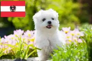 Read more about the article Malteser Züchter und Welpen in Österreich