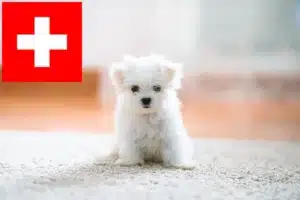 Read more about the article Malteser Züchter und Welpen in der Schweiz
