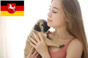 Read more about the article Mops Züchter und Welpen in Niedersachsen