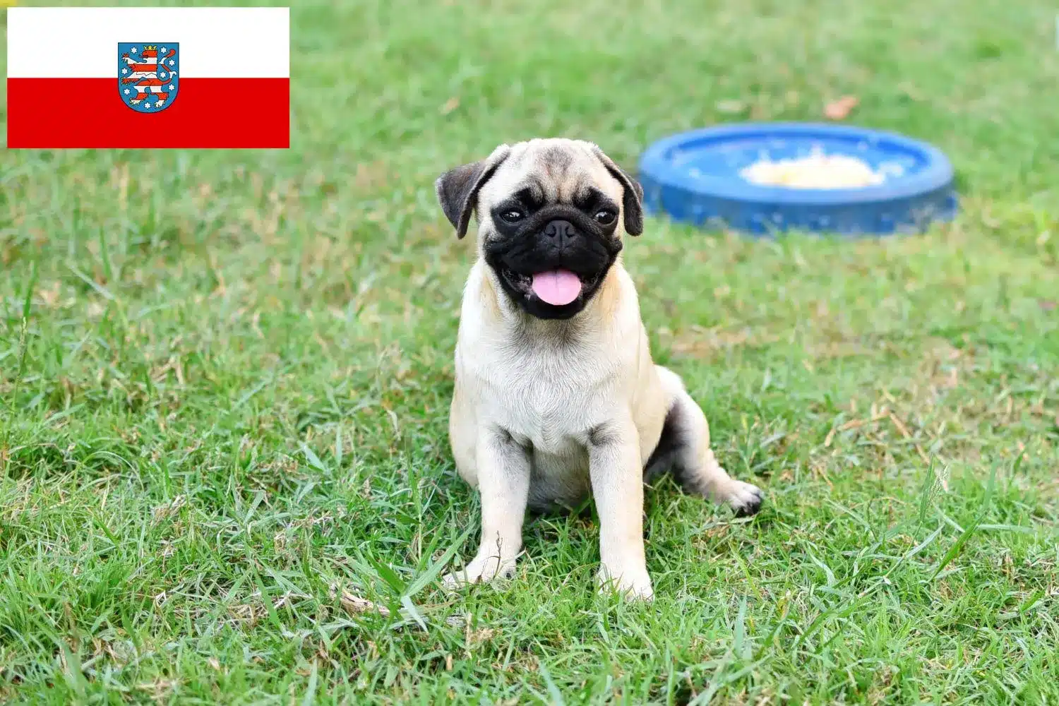 Mops Züchter und Welpen in Thüringen DogWeb Hundeportal