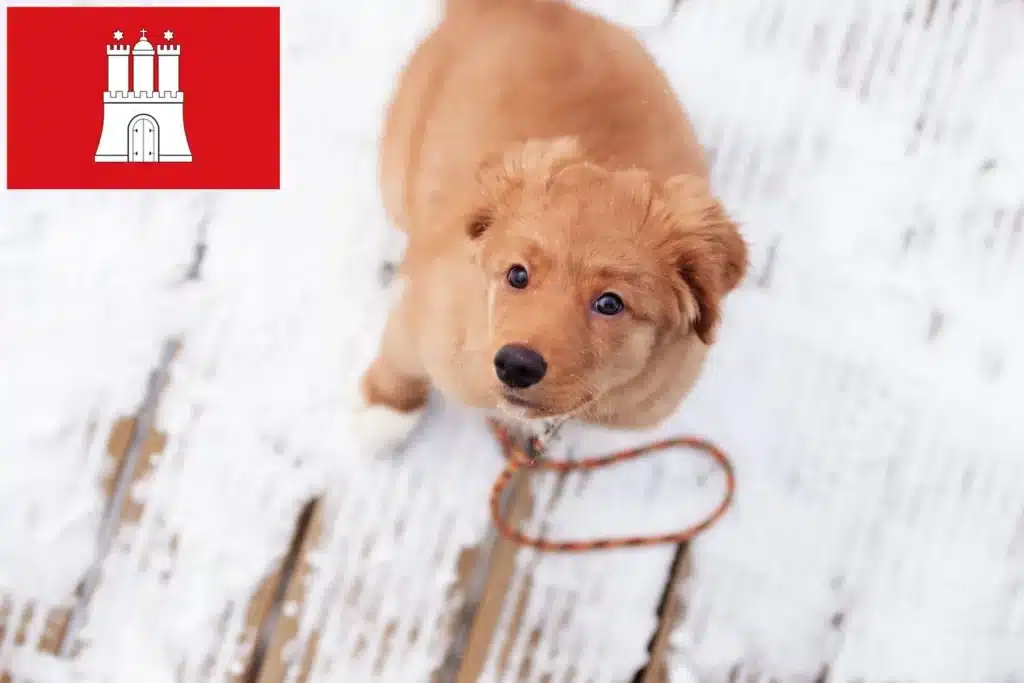 Nova Scotia Duck Tolling Retriever Züchter mit Welpen Hamburg