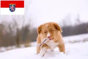 Read more about the article Nova Scotia Duck Tolling Retriever Züchter und Welpen in Hessen