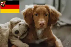 Read more about the article Nova Scotia Duck Tolling Retriever Züchter und Welpen in Rheinland-Pfalz
