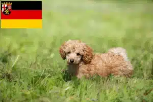 Read more about the article Pudel Züchter und Welpen in Rheinland-Pfalz