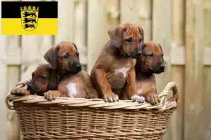 Read more about the article Rhodesian Ridgeback Züchter und Welpen in Baden-Württemberg