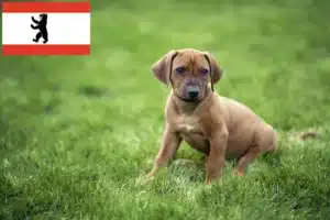 Read more about the article Rhodesian Ridgeback Züchter und Welpen in Berlin