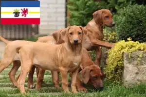 Read more about the article Rhodesian Ridgeback Züchter und Welpen in Mecklenburg-Vorpommern
