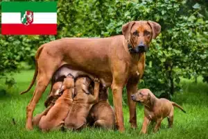 Read more about the article Rhodesian Ridgeback Züchter und Welpen in Nordrhein-Westfalen
