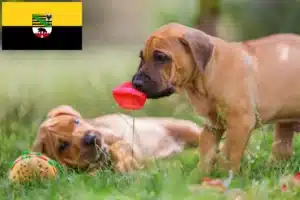 Read more about the article Rhodesian Ridgeback Züchter und Welpen in Sachsen-Anhalt