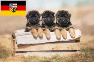Read more about the article Schäferhund Züchter und Welpen im Saarland