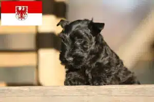 Read more about the article Scottish Terrier Züchter und Welpen in Brandenburg